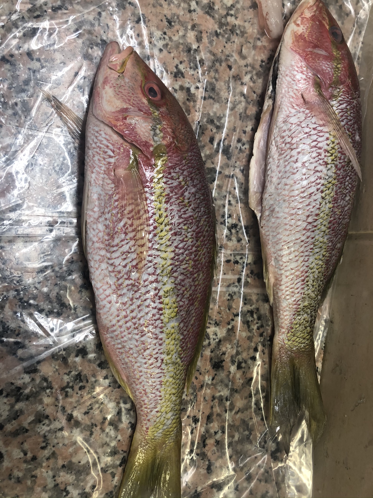 Yellowtail